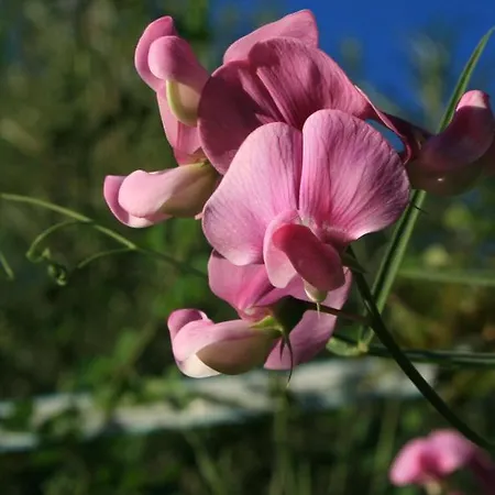 Fewo Sonnenblume Daire