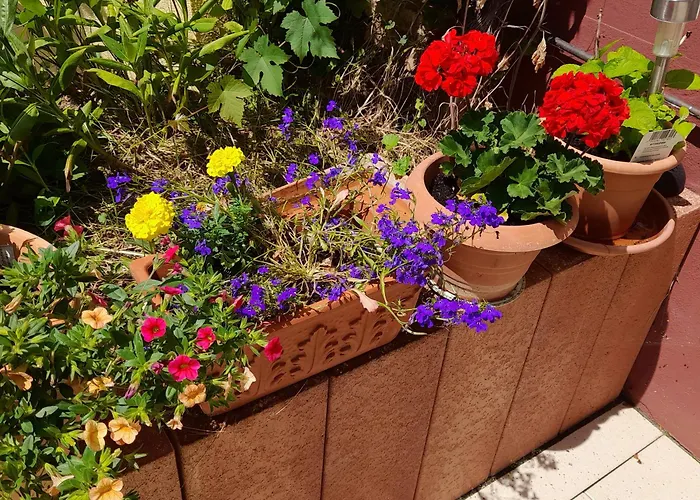 Sonnenblume Mit Sauna * Daun