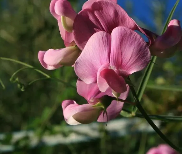 Sonnenblume Mit Sauna Lejlighed